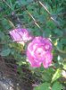 Photo0262