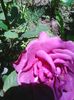 Photo0264
