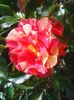 Photo0265