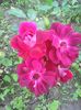 Photo0269