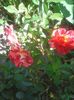 Photo0271