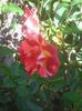 Photo0272