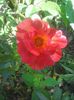 Photo0273