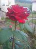 Photo0277