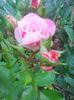 Photo0284