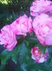 Photo0285