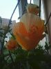 Photo0312