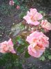 Photo0324