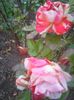 Photo0325