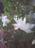 Photo0333