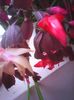 Photo0347