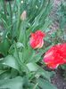 Photo0368