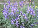 Iris Sibirica