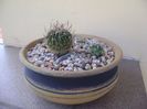 Grup de 3 Echinofossulocactus (Stenocactus)