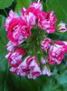 Scarlet Rosebud