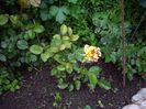 IMGP0425
