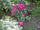 IMGP0428