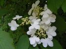 viburnum plic. Lanarth