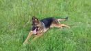 ARES