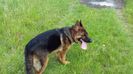 ARES