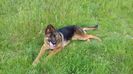 ARES