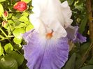 Iris Blue Lasso