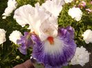 Iris Gypsy Lord