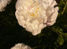 P1330895