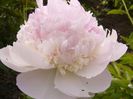 Paeonia Raspberry sunde