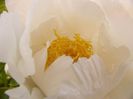 Paeonia Krinkled White