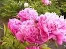 Paeonia Kansas