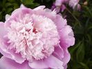 Paeonia Madam Calot