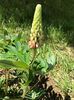 Lupin - 22.05.2017