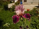 iris latin lover