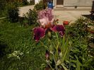 iris latin lover