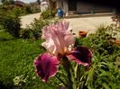 iris latin lover