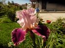 iris latin lover