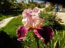 iris latin lover