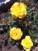 6 Friesia