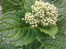 hortensie