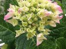 hortensie