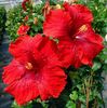 Hibiscus - Impressario seminte 3,50 bucata