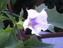 Datura-Brugmansia-Angel Summer Dream angels Trumpets degrade alb cu albastru 3.50 saminta