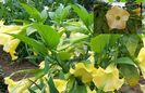 Brugmansia sanguinea galbena 3.50 saminta