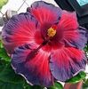 Hibiscus - Night Fire seminte 3.50 bucata