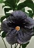 Hibiscus Darkest Night - seminte 3.50 bucata