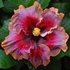 Hibiscus - Hollywood Starlet seminte 3.50 bucata
