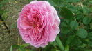 princess alexandra of kent