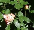 20170518_121724 (2)