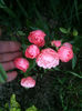 Orange Morsdag (Miniature Rose, Polyantha)